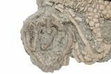 Fossil Crinoid Actinocrinites With Agaricocrinus - Indiana #197505-2